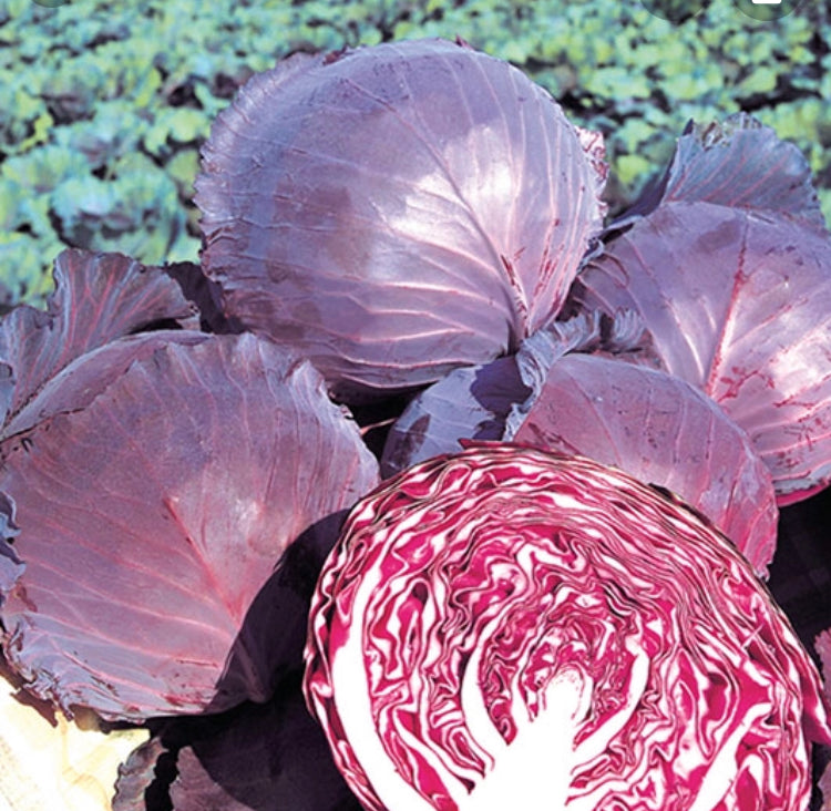 Red Cabbage