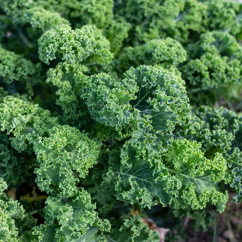 Curly Kale