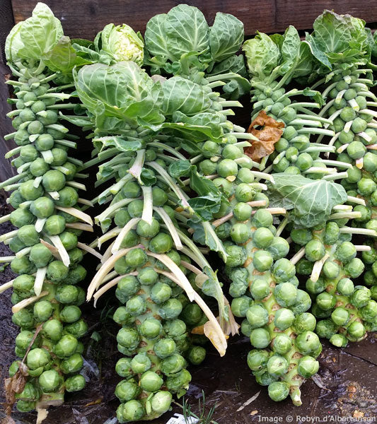 Brussel Sprout Tree
