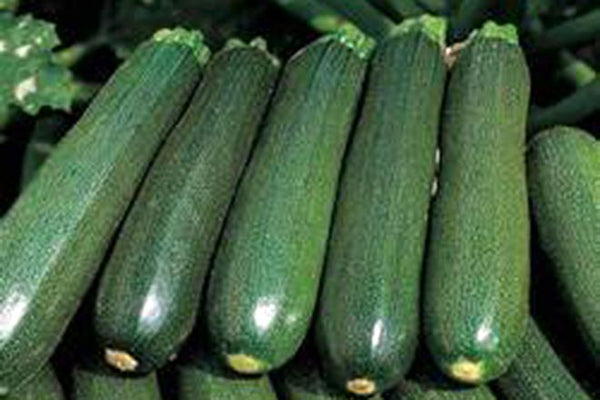 Courgettes x3