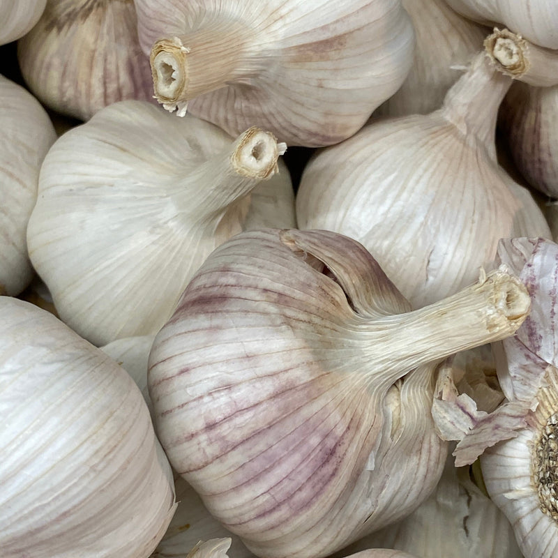 Garlic