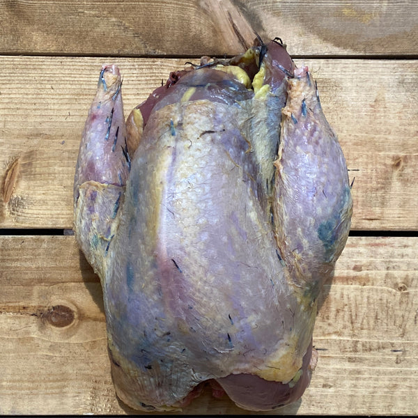 Pheasant